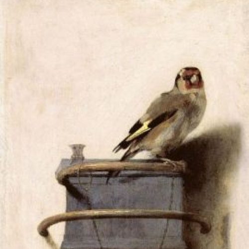 Il mio tempo risparmiato: il cardellino
