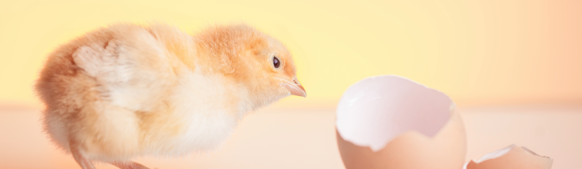 La Pasqua, l’uovo, e l’ordine: tre cose che non pensavi fossero collegate